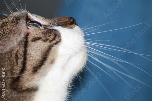 Katze seitliches Portrait photo