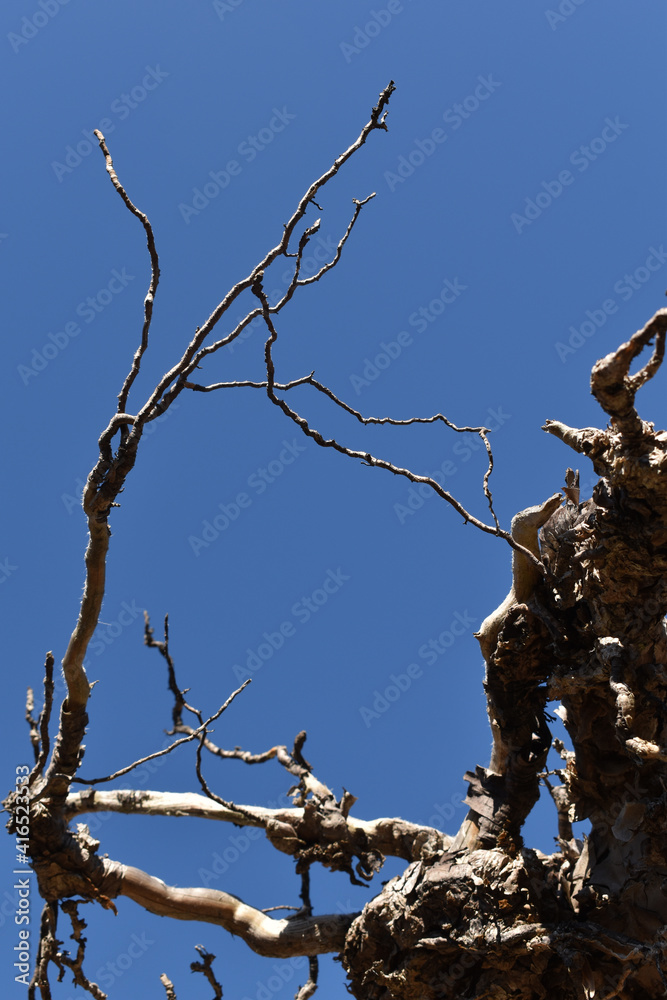 Baumwurzeln als Hintergrund mit Holz Textur vor blauem Himmel Baumwurzeln als Hintergrund mit Holz Textur vor blauem Himmel