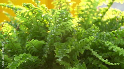 Water the Boston fern in the evening sunlight.