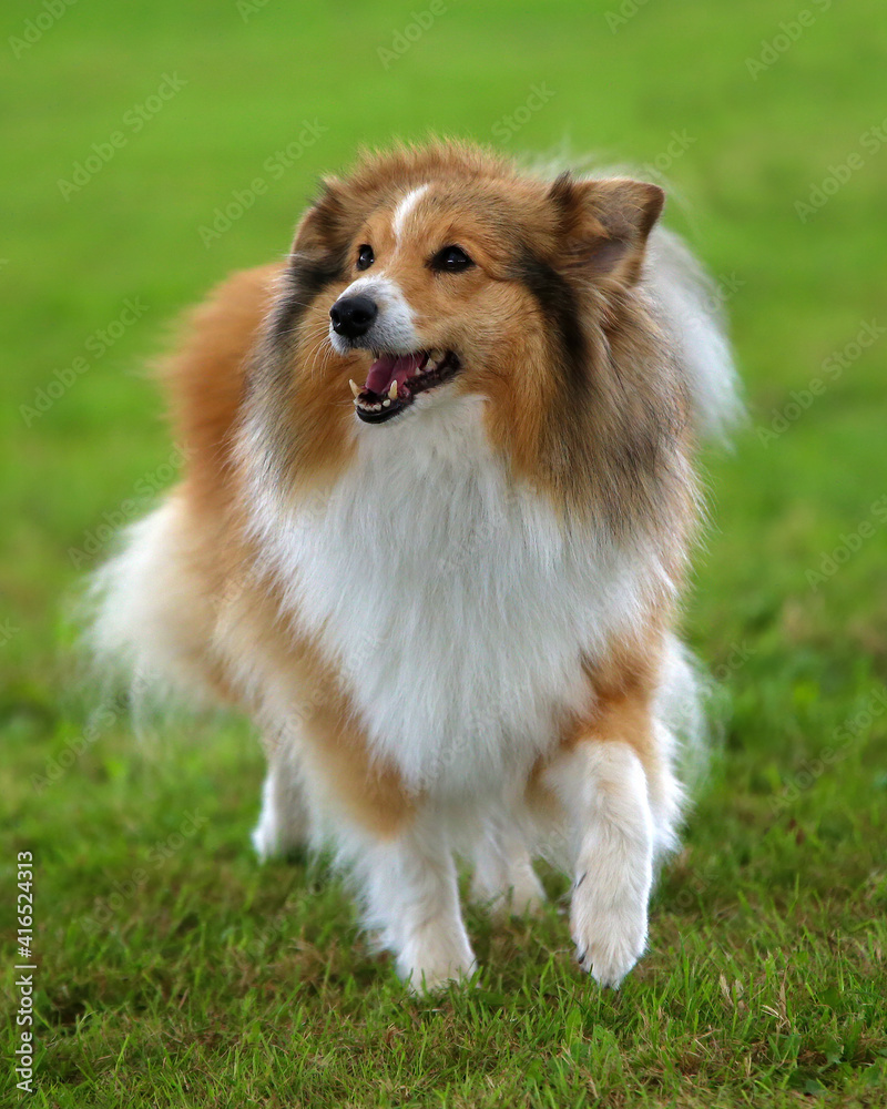 Shetland Sheepdog