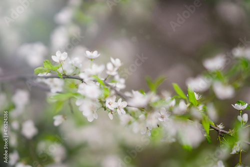 Spring background with close-up flowering branch  © marseus