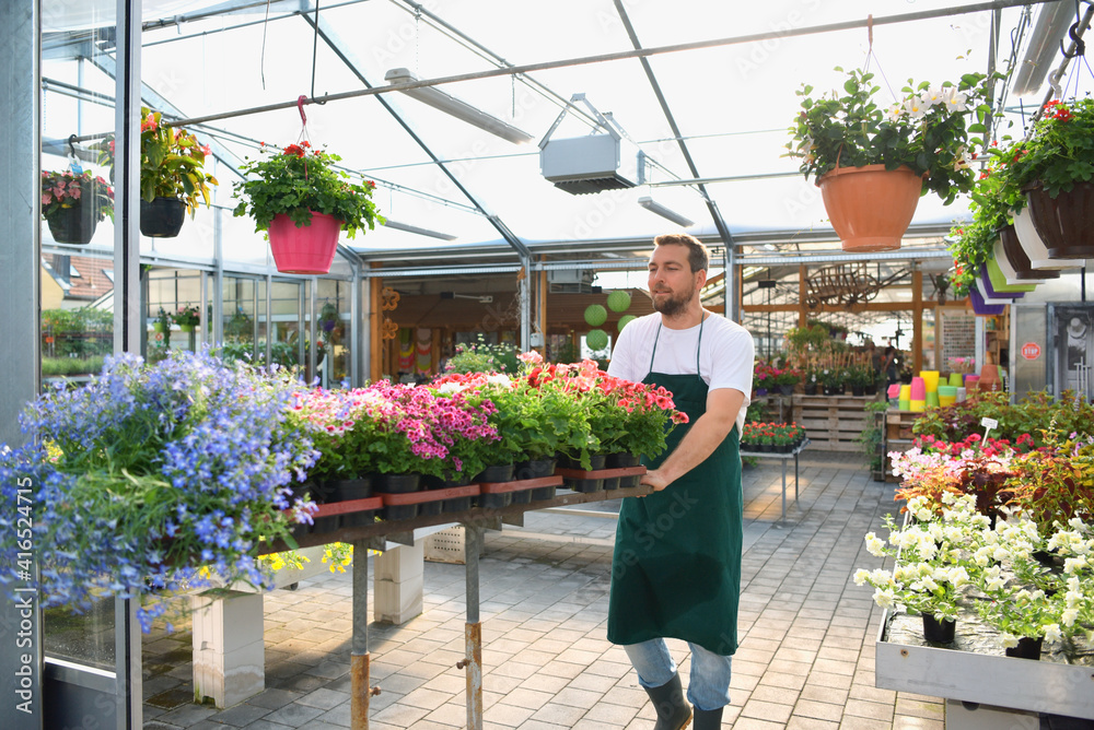happy worker growing flowers in a greenhouse of a flower shop happy worker growing flowers in a greenhouse of a flower shop