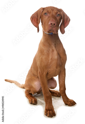 Hungarian vizsla