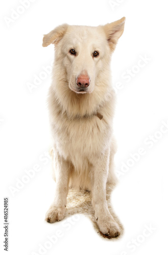 Wallpaper Mural White German Shepherd Torontodigital.ca