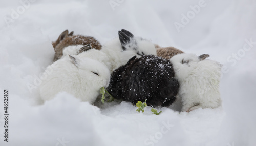 bunnies freeze in the snow