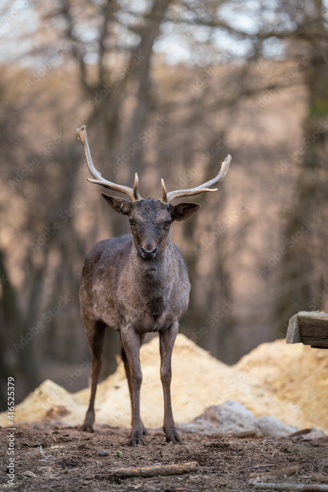 Fototapeta premium beautiful deer standing in a forest