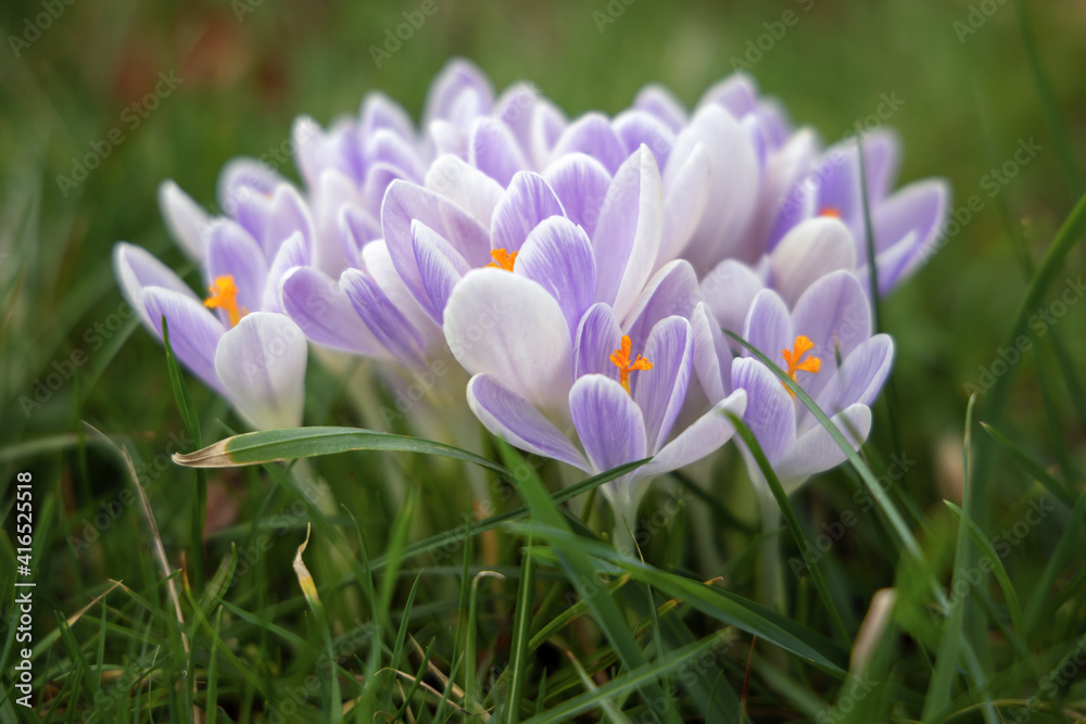 Crocuses flowering in East Grinstead Crocuses flowering in East Grinstead