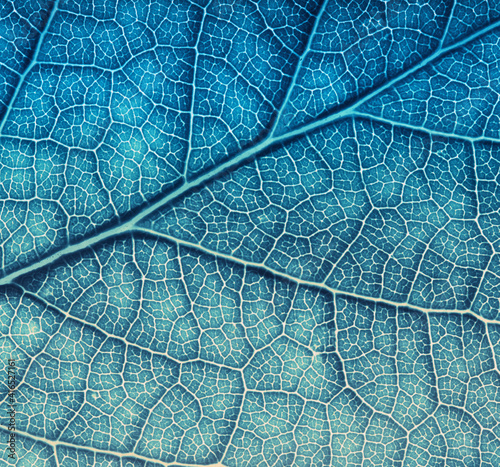 Leaf texture macro closeup. Leaves veins and grooves © Alekss