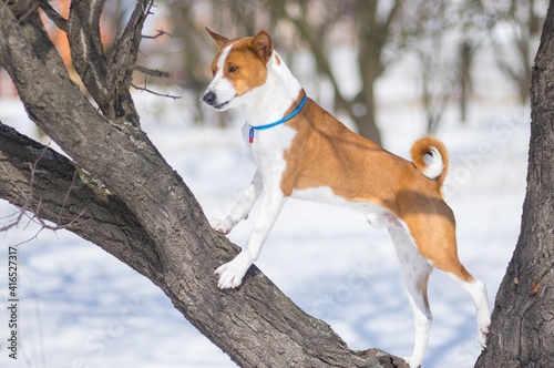 Fototapeta Naklejka Na Ścianę i Meble -  Full body portrait of brave Basenji dog standing on an apricot tree branch at winter season