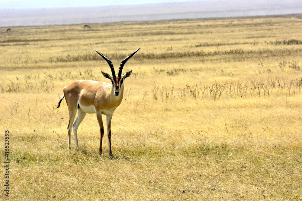  Serengeti - Gazela Grantova (samec)