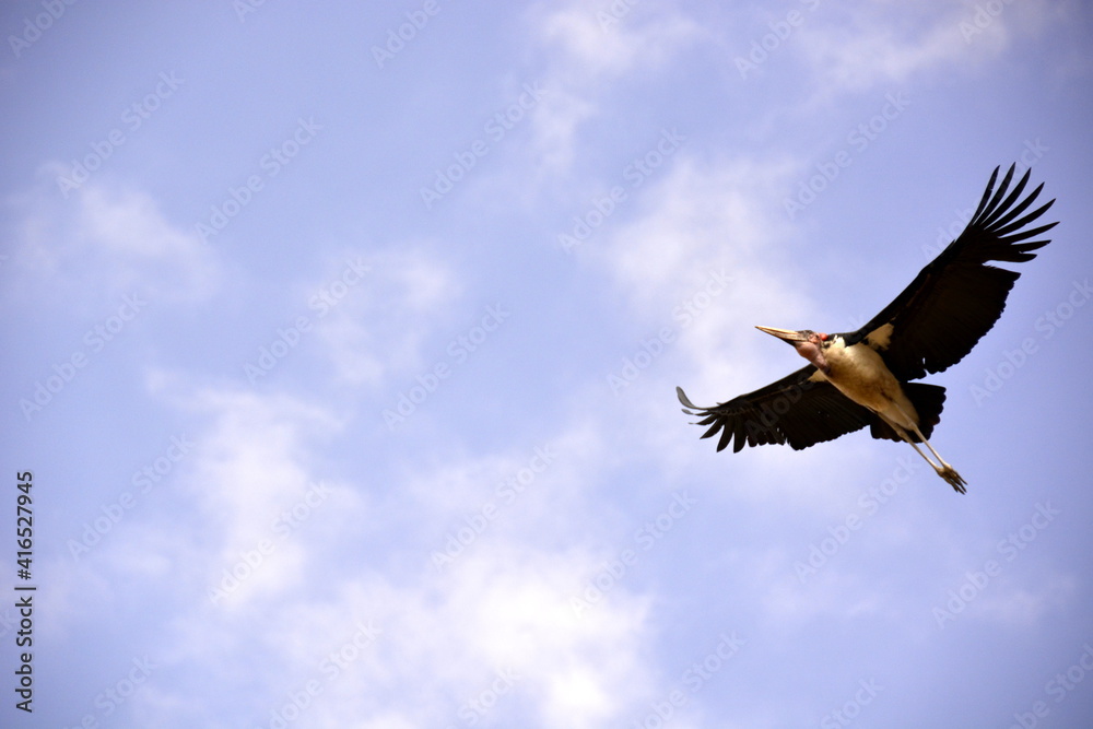 Serengeti - Marabu africký letící