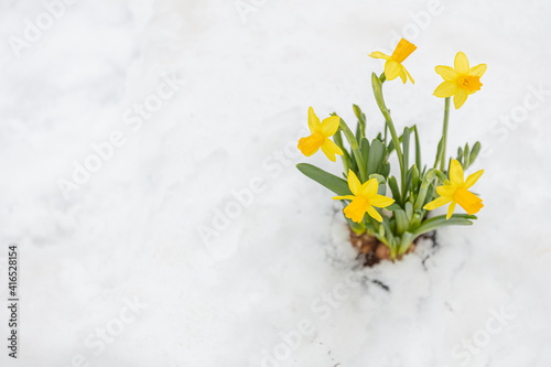 yellow daffodils in a pot on a background of snow. Spring, Easter concept. There is a place for text