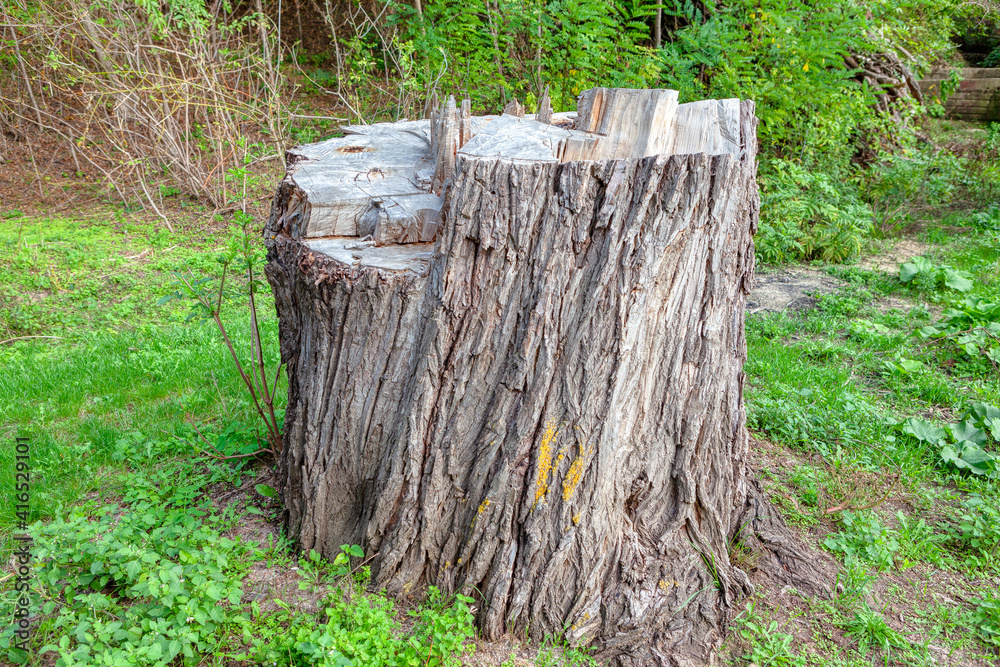 Old Poplar Tree Stump in the Forest Old Poplar Tree Stump in the Forest