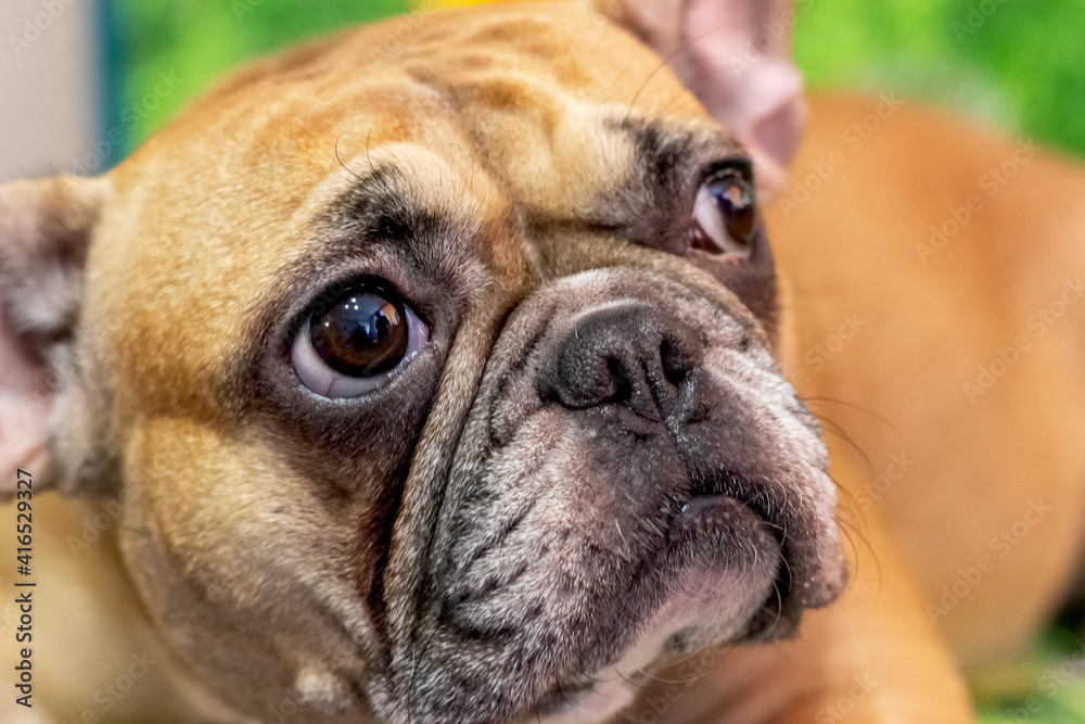 Close-up portrait of a French Bulldog.
