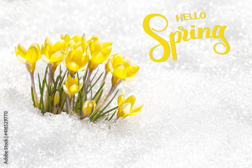 Hello spring, greeting card with primroses - yellow crocuses. Flowers under the snow on a sunny day, a template for a screensaver.
