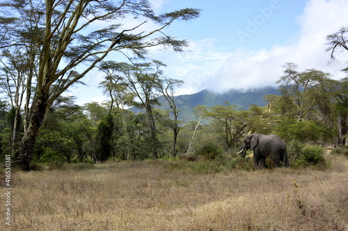 Ngorongoro - akáciový les Lerai a slon africký