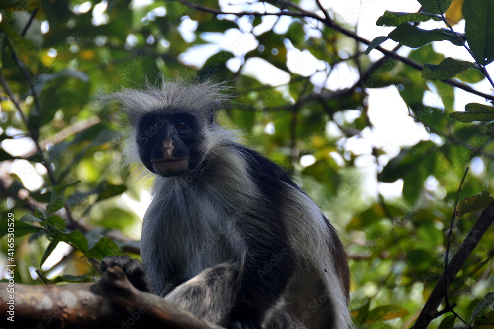 Zanzibar - Jozani Forest - Guaréza červená Zanzibar - Jozani Forest - Guaréza červená