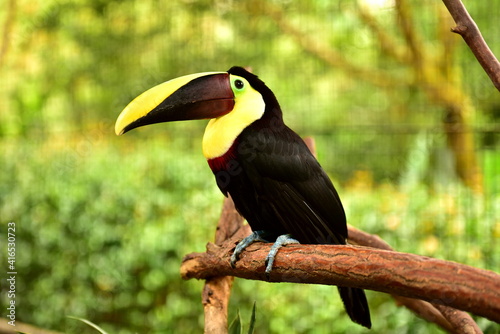 La Paz Waterfall Gardens - Tukan hnědohřbetý (Chestnutt-mandibled Toucan)