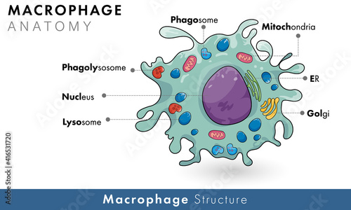 Labelled diagram of human macrophage derived from monocyte of immune cells vector illustration 
