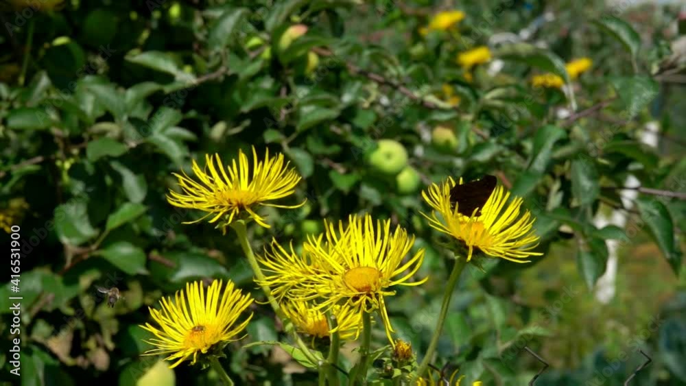 The beautiful butterfly is flying around bright yellow elecampane flowers. Bee flies over the green meadow The beautiful butterfly is flying around bright yellow elecampane flowers. Bee flies over the green meadow