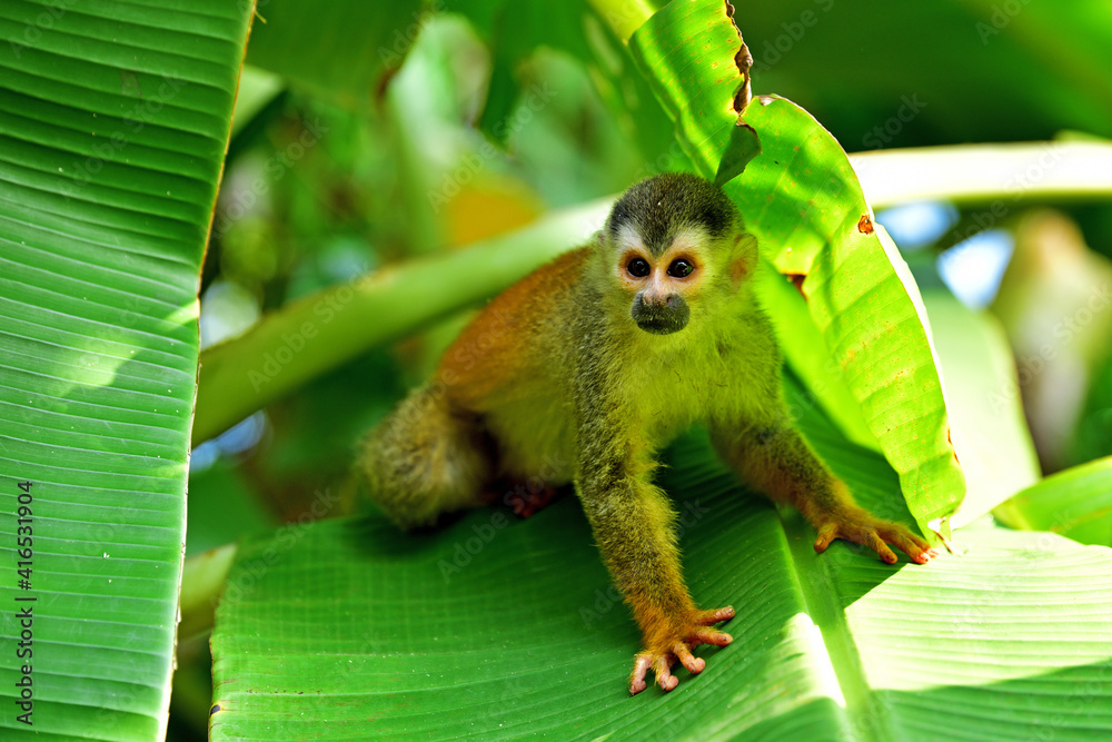 Obraz premium Manuel Antonio - Cabinas Espadilla - Kotul rudohřbetý (Red-backed Squirrel Monkey)