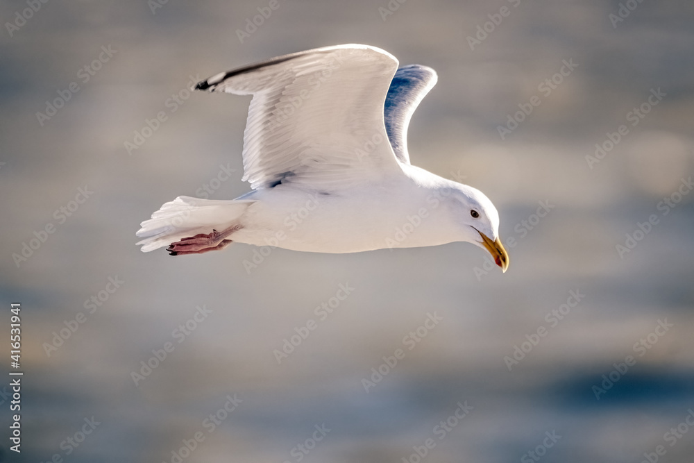 Obraz premium seagull in flight