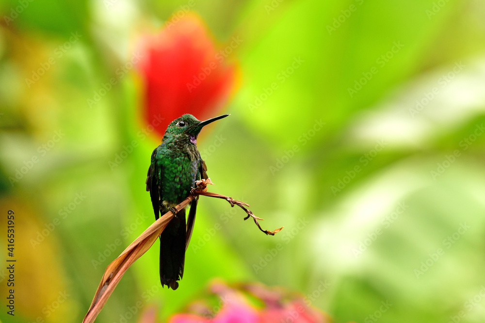 Fototapeta premium La Paz Waterfall Gardens - Kolibřík subtropický (Green-crowned Brilliant)