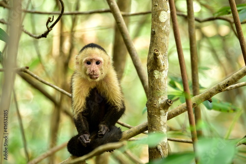  Mangrovy - Isla Damas - Malpa kapucínská (White-faced Capuchin)