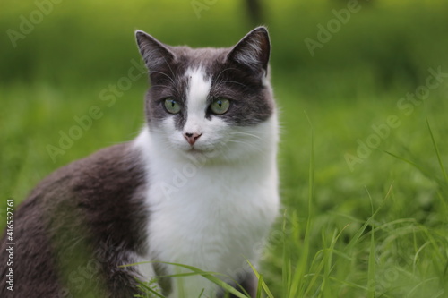 A gray cat with a piercing gaze of green eyes sits in green grass on a background of a garden on a summer day outdoors. Portrait of a beautiful cat with green eyes. Horizontal.
