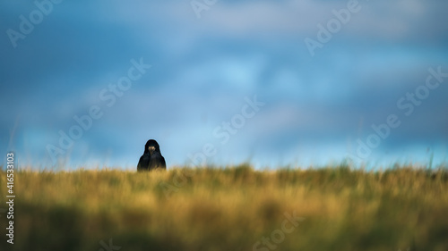 Rook standing in a field looking at the camera against the sky © HighlandBrochs.com