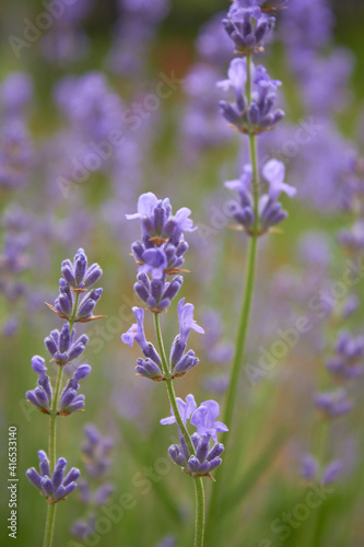 Blooming lavender in summer. Purple fragrant flowers on the field. Aromatherapy. Nature cosmetics. © Nataliia