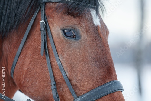 Close up portrait of a horse in winter at sunset. Brown color. Steam from the mare's nostrils
