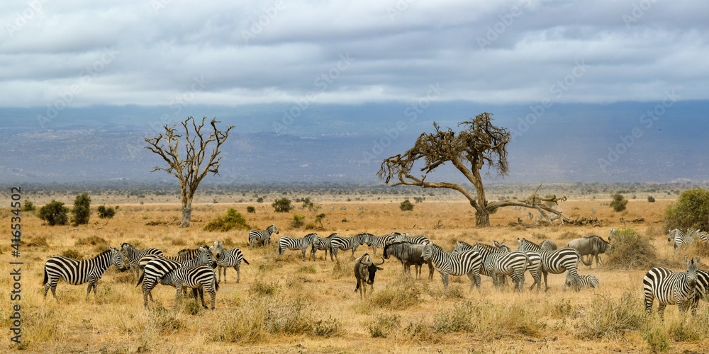 group of zebras in amboseli national park