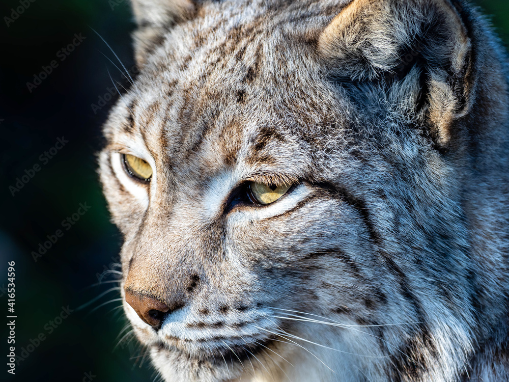 Fototapeta premium Luchs