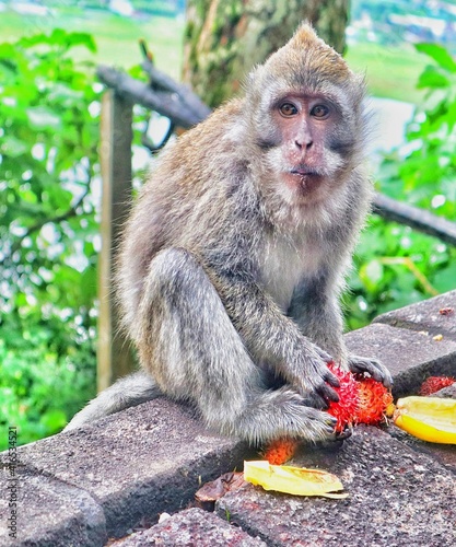 japanese macaque sitting on a stone
