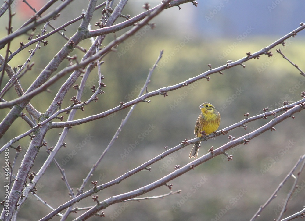 A yellowhammer (Emberiza citrinella), a passerine bird in the bunting family, perching in a tree and singing in early spring. Bird positioned on the right, looking left, with copy space to the left. A yellowhammer (Emberiza citrinella), a passerine bird in the bunting family, perching in a tree and singing in early spring. Bird positioned on the right, looking left, with copy space to the left.