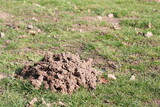 Single molehill in the grass on a sunny day