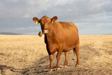 A massive, beautifull brown cow