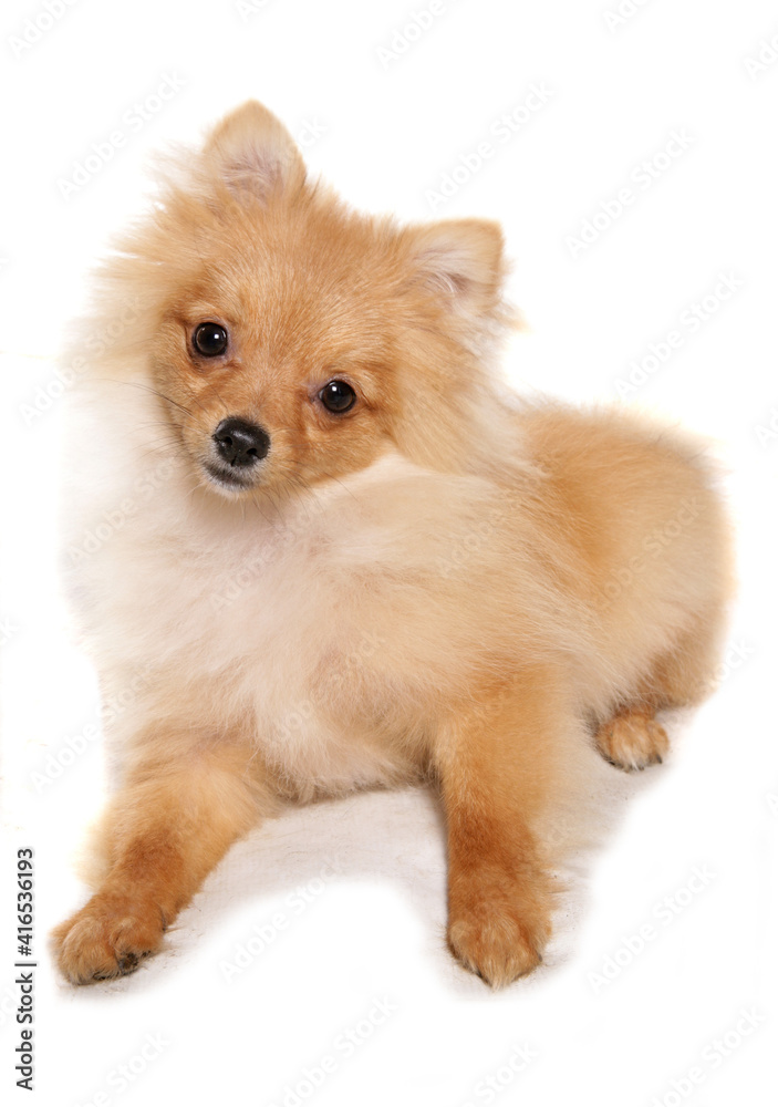 pomeranian