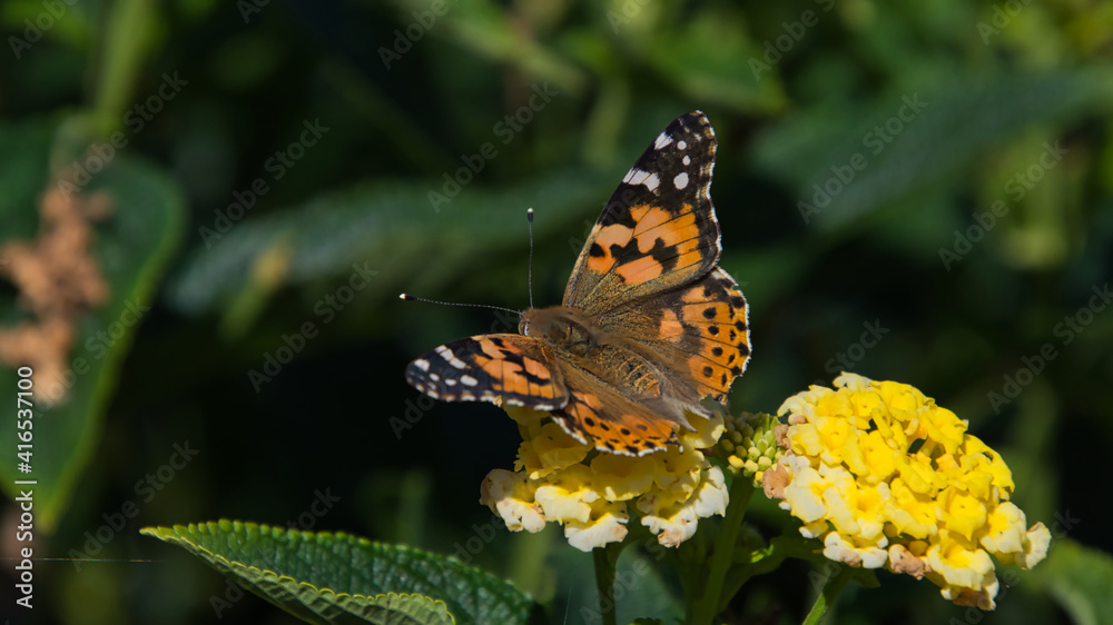 Ein Distelfalter im Hochsommer auf einer gelben Blüte in Nahaufnahme Ein Distelfalter im Hochsommer auf einer gelben Blüte in Nahaufnahme