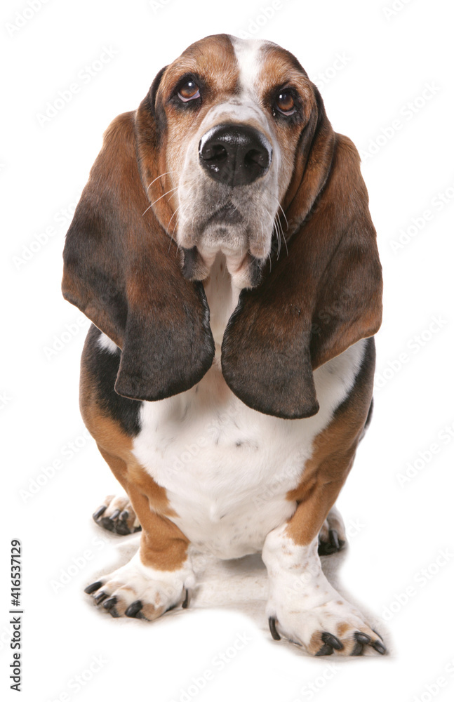 Bassett hound
