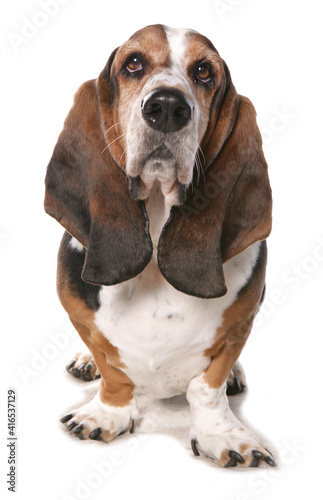 Bassett hound © Chris Brignell