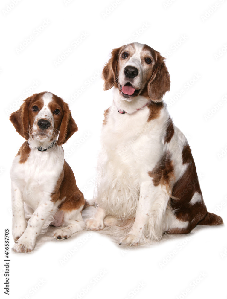 Obraz premium Welsh springer spaniel