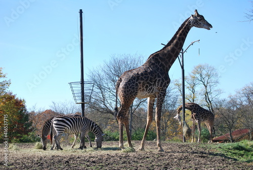 Photography giraffe