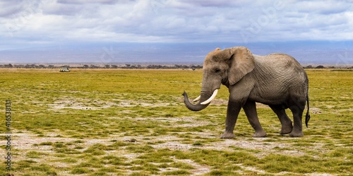 view of elephant in amboseli national park