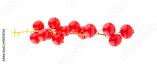 Red currant berries an isolated on White Background