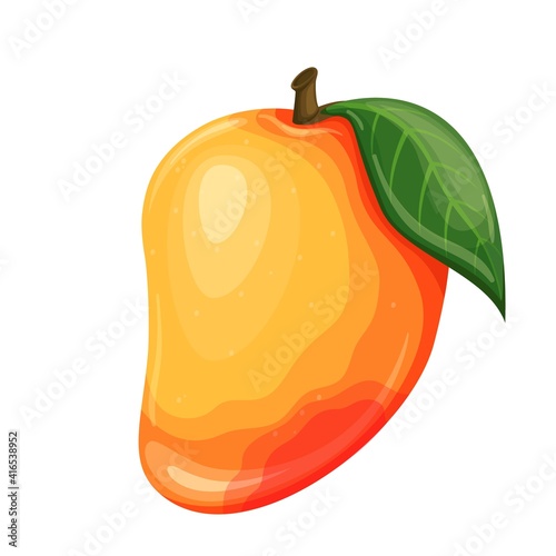 Mango fruit vector illustration for farm market menu. Healthy nutrition, organic food, vegetarian product.