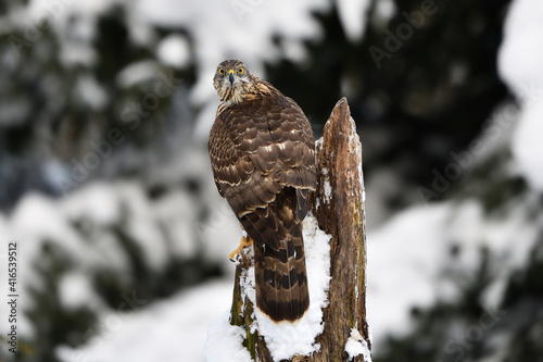 Εκτύπωση καμβά Northern goshawk on tree in winter