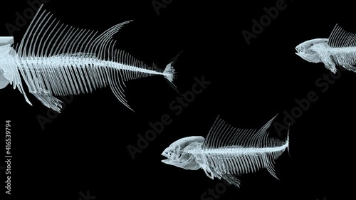 three fish x-ray skeletons swimming on black background, 3d animation photo