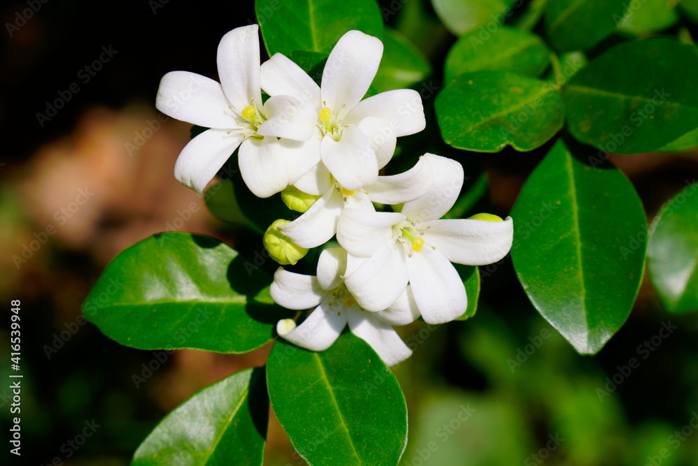 Beautiful white orange jasmine(Murraya paniculata) flowers blooming and fragrant in garden. Beautiful white orange jasmine(Murraya paniculata) flowers blooming and fragrant in garden.